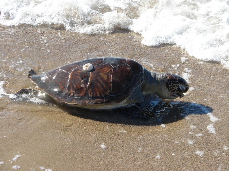 Caretta Caretta’ları Akdeniz’de naylon poşet öldürüyor