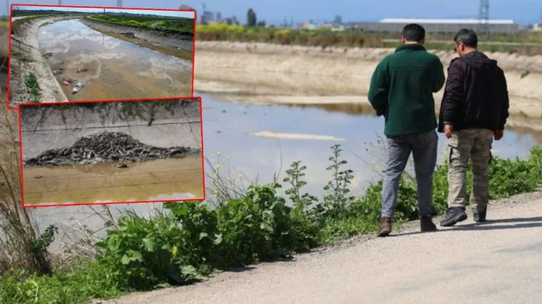 Sulama kanalında Yüzlerce at ve eşek eti kalıntısı bulundu..!