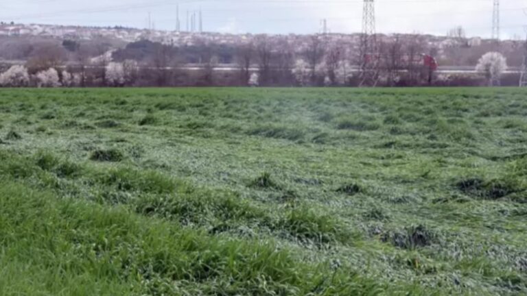 Yalancı bahar buğdayı etkiledi… Fazladan azot gübresi yaramadı.