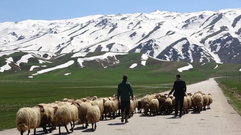 Yurt dışından çoban transferi yapıldı.