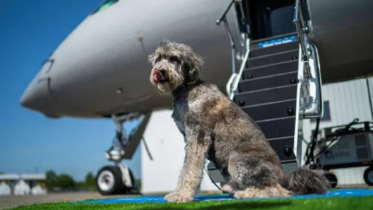 Dünyanın ilk lüks köpek havayolu: Biletler 4 bin dolardan başlıyor