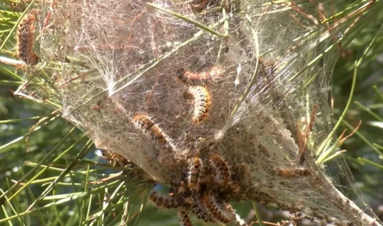 Baharın gelmesiyle yoğunluğu arttı..!